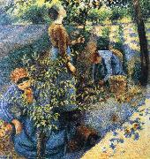 Camille Pissarro Apple picking oil painting reproduction